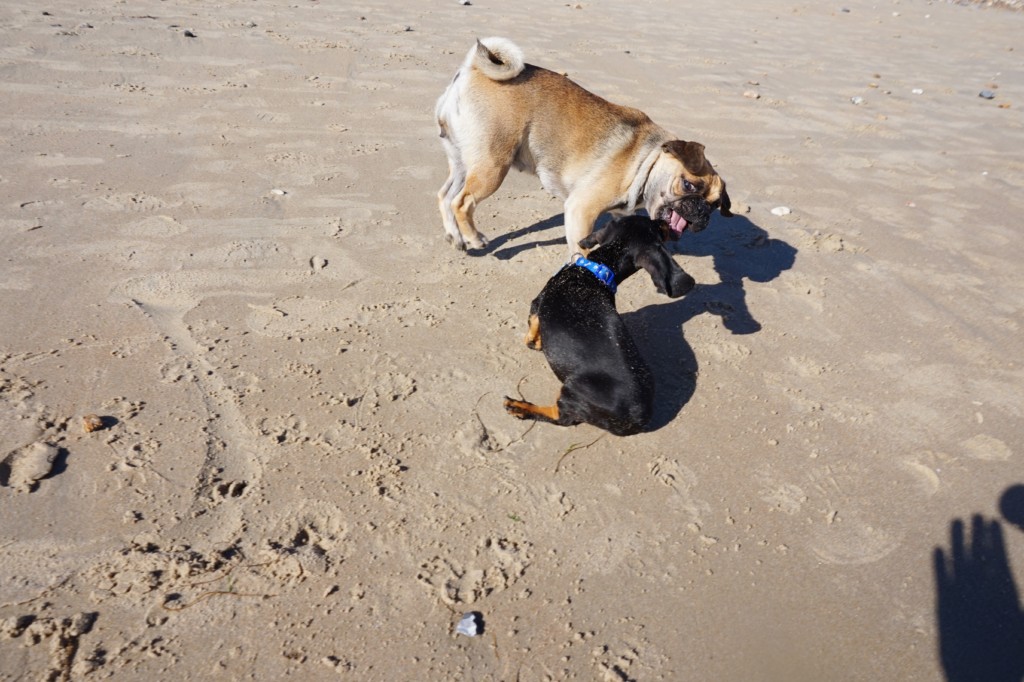 Dogs on Climping Beach